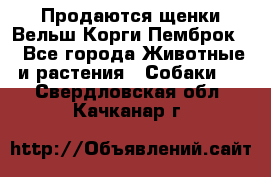 Продаются щенки Вельш Корги Пемброк  - Все города Животные и растения » Собаки   . Свердловская обл.,Качканар г.